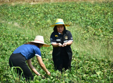 ลงพื้นที่ติดตามการดำเนินงานโครงการส่งเสริมการปลูกพืชหลังนาผ่านระบบสหกรณ์ ... พารามิเตอร์รูปภาพ 6