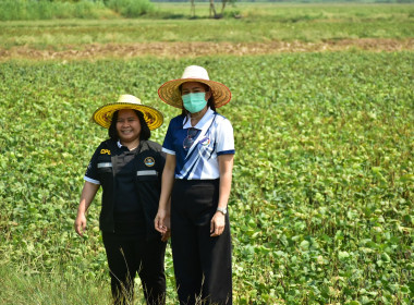 ลงพื้นที่ติดตามการดำเนินงานโครงการส่งเสริมการปลูกพืชหลังนาผ่านระบบสหกรณ์ ... พารามิเตอร์รูปภาพ 10