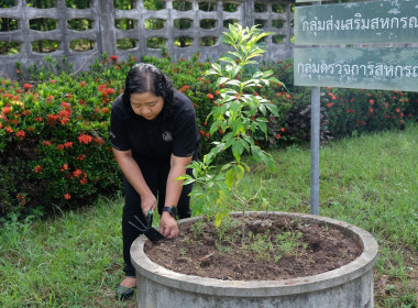 กิจกรรมวันต้นไม้ประจำปีของชาติ พ.ศ.2569 พารามิเตอร์รูปภาพ 10