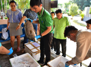 ร่วมสนับสนุนกระจายปลากะพงขาวออกนอกแหล่งผลิตพื้นที่จังหวัดปัตตานี ... พารามิเตอร์รูปภาพ 3