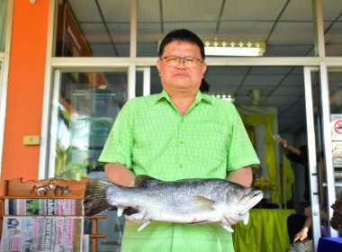 ร่วมสนับสนุนกระจายปลากะพงขาวออกนอกแหล่งผลิตพื้นที่จังหวัดปัตตานี ... พารามิเตอร์รูปภาพ 4