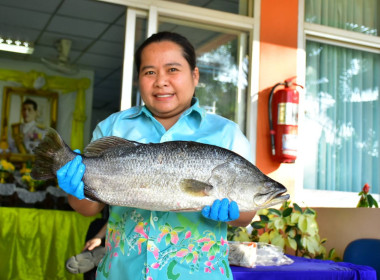 ร่วมสนับสนุนกระจายปลากะพงขาวออกนอกแหล่งผลิตพื้นที่จังหวัดปัตตานี ... พารามิเตอร์รูปภาพ 6