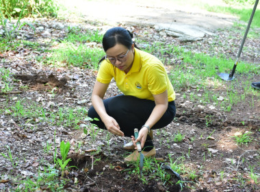 กิจกรรมวันต้นไม้ประจำปีของชาติ ประจำปี พ.ศ. 2567 พารามิเตอร์รูปภาพ 13