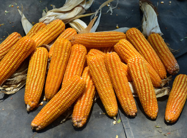 ติดตามการดำเนินงานโครงการส่งเสริมการปลูกพืชหลังนาผ่านระบบสหกรณ์ สกก.เพื่อการตลาดลูกค้า ธ.ก.ส.พ.ช. จำกัด ... พารามิเตอร์รูปภาพ 5