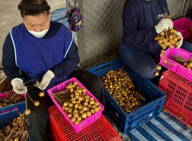 ร่วมกระจายลำไย จาก สหกรณ์การเกษตรเพื่อการตลาดลูกค้า ... พารามิเตอร์รูปภาพ 5